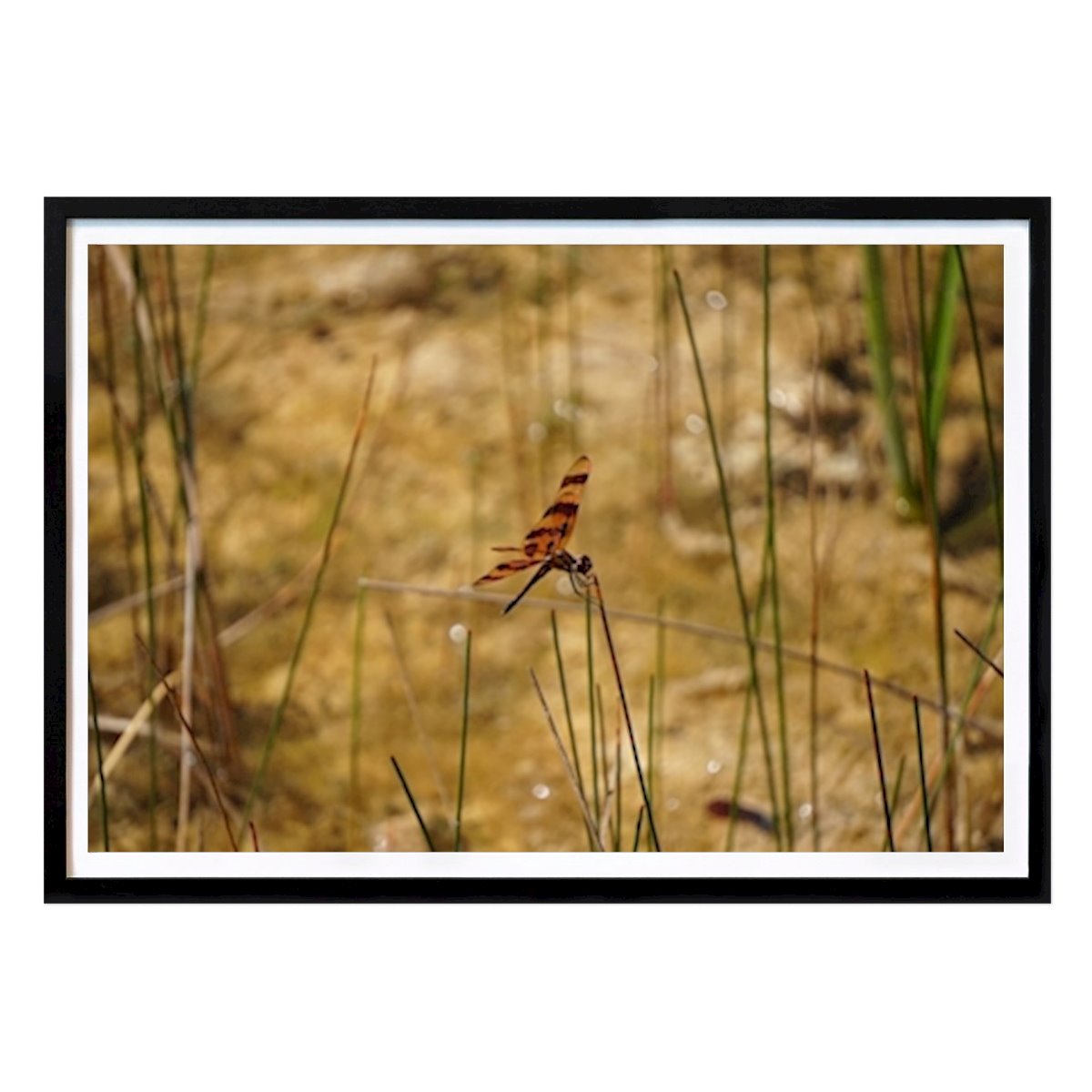 Botanical Poster: Dragonfly in the Swamp by FeelGood Prints