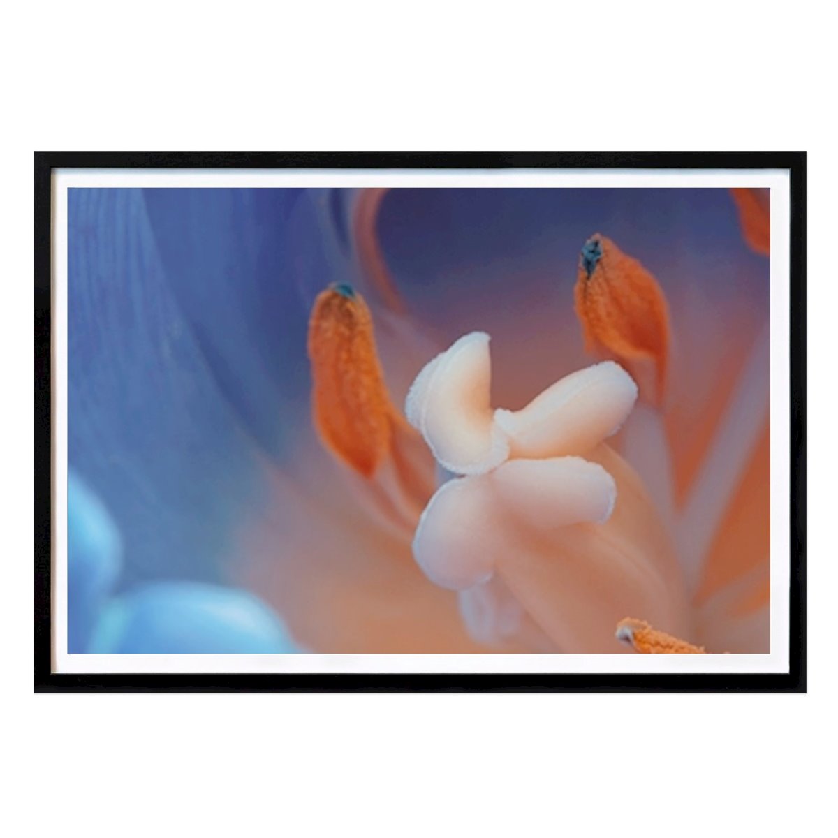 Blumen & Pflanzen Poster: Makro Blume - Pfingstrose Foto von Bilge Paksoylu
