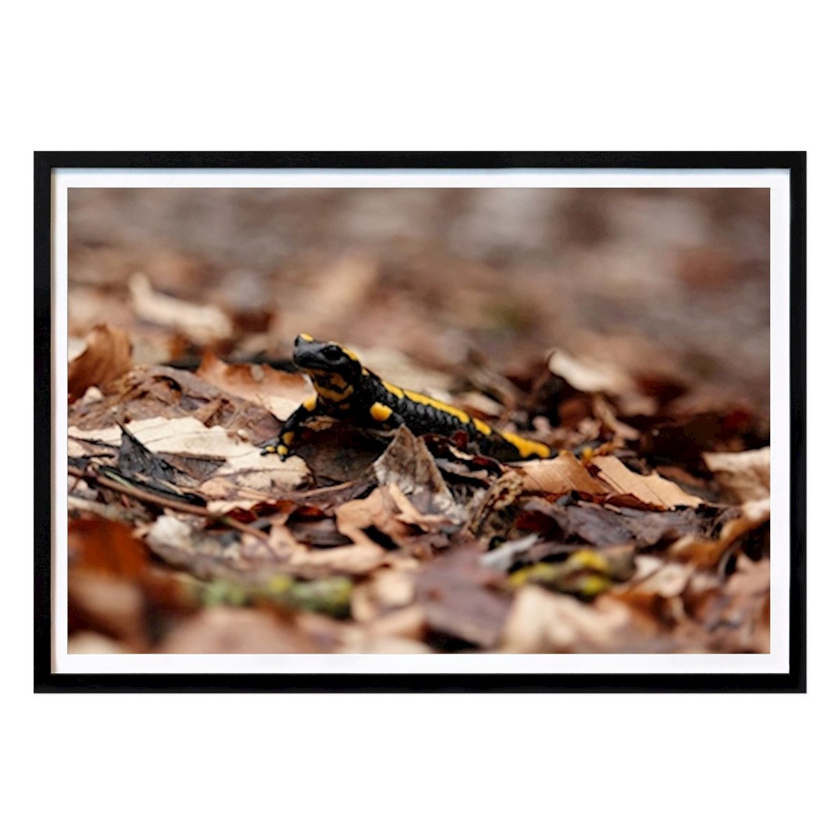 Tier Poster: Feuersalamander im Harz von Maria Kolbe