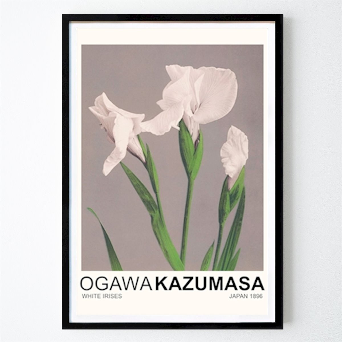 Retro & Vintage Plakat: Hvite iriser av Nook Vintage Archive