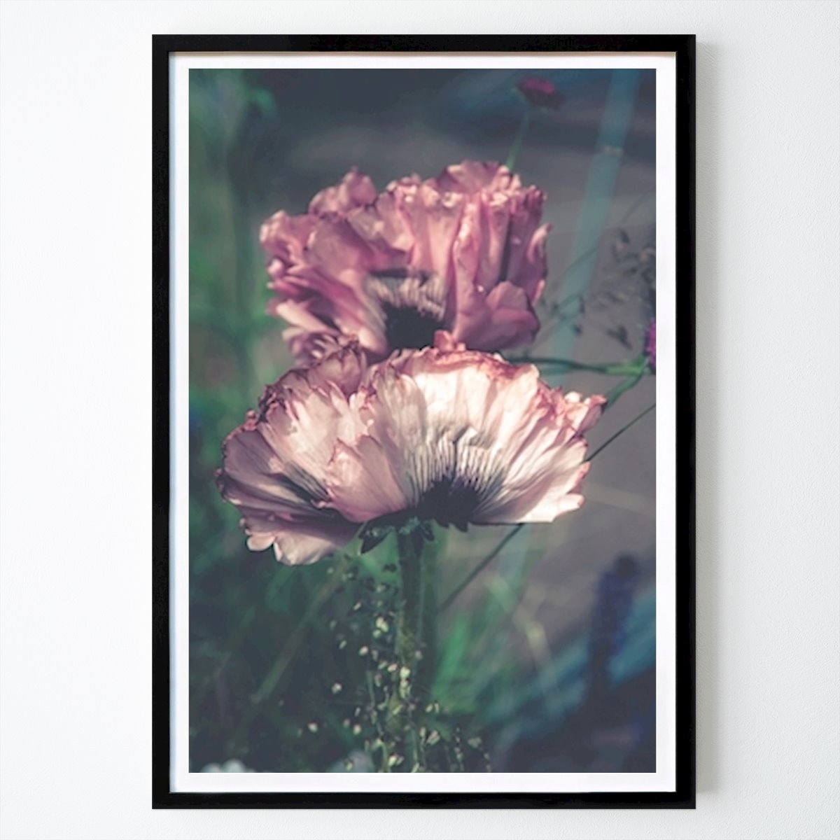 Botanical Poster: Poppies in cold colours by Eva Thordstein