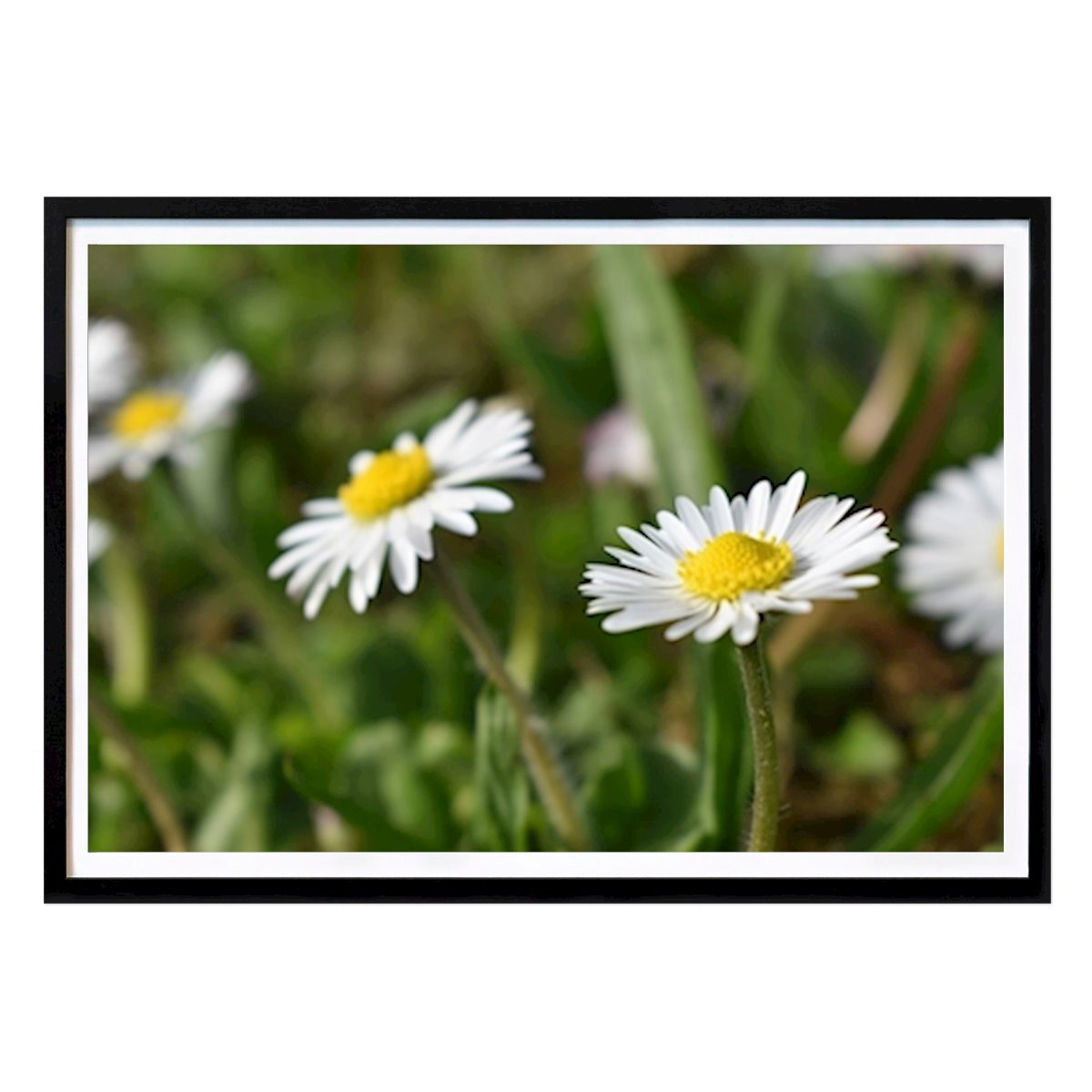 Botanical Poster: Daisy by Frozen Rose