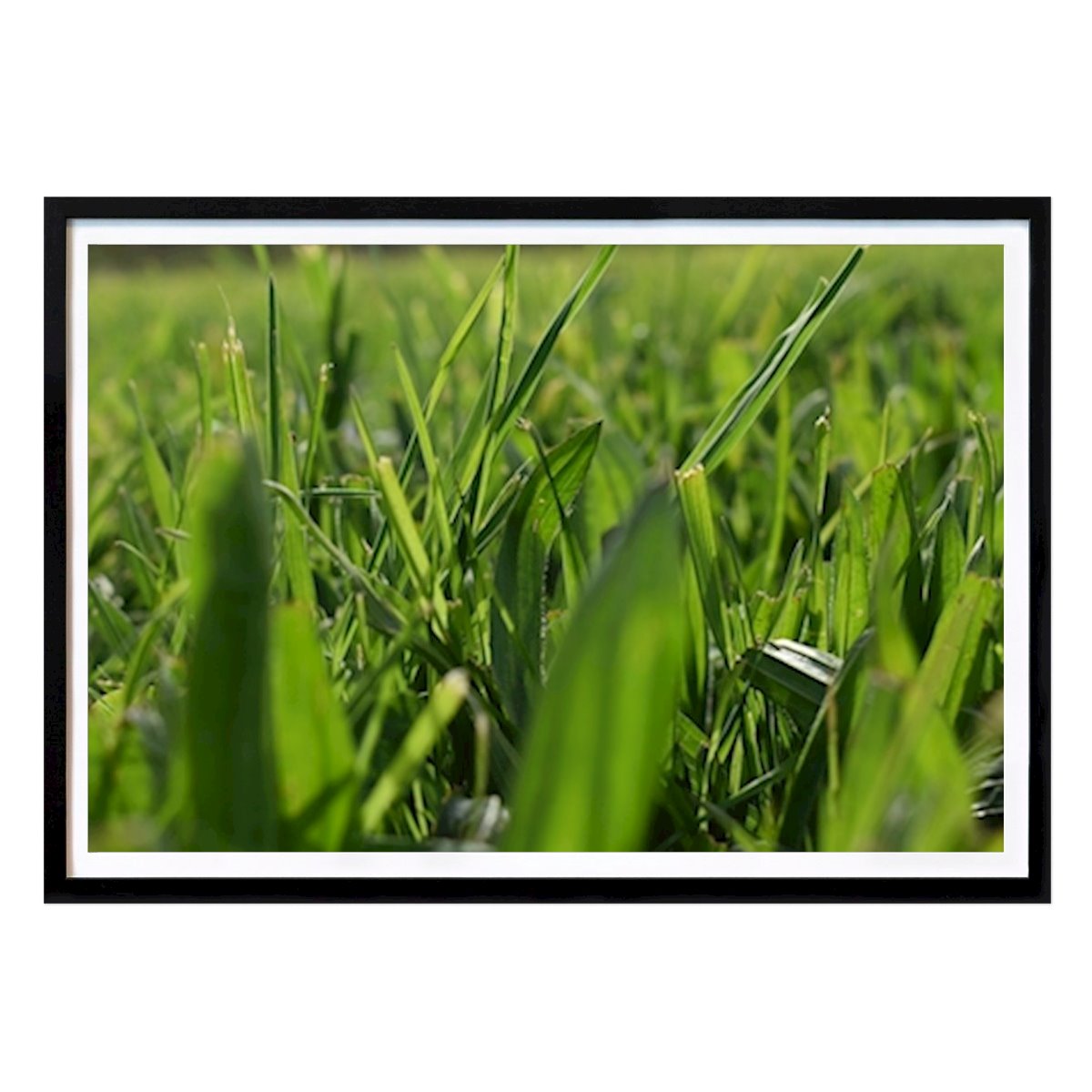 Botanical Poster: Meadow by Frozen Rose