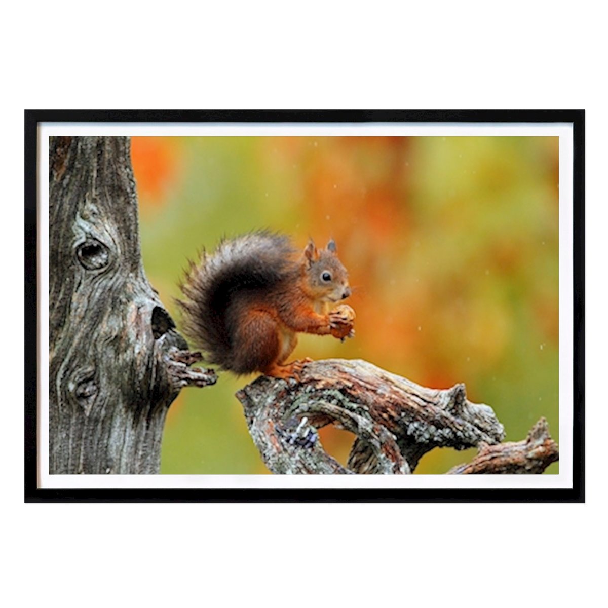 Kids Room Poster: Squirrel in the rain by Lars-Eric Sellberg