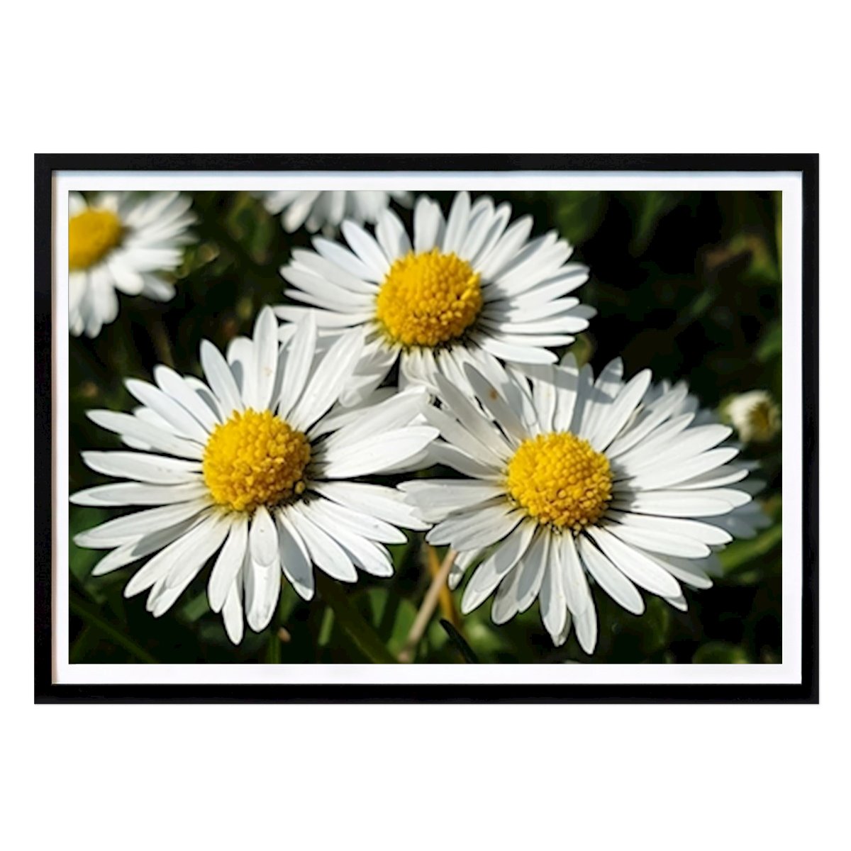 Flores & Plantas Poster: Margarida de Sona.nature