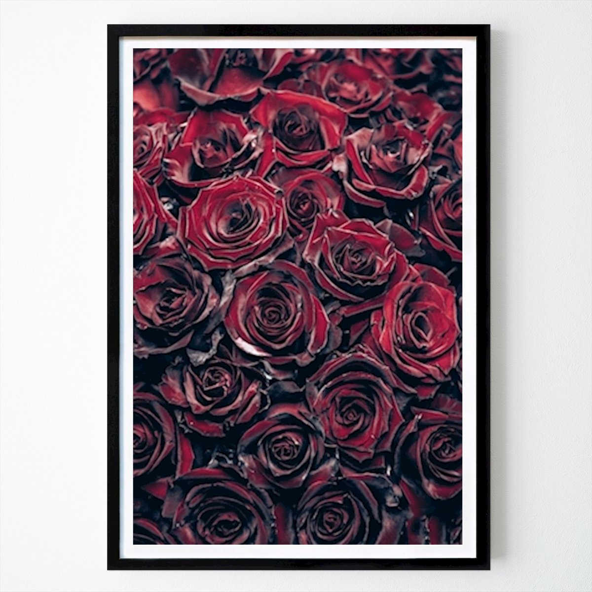Fiori & Piante Poster: 50 Rosen rotto di Steffen Gierok