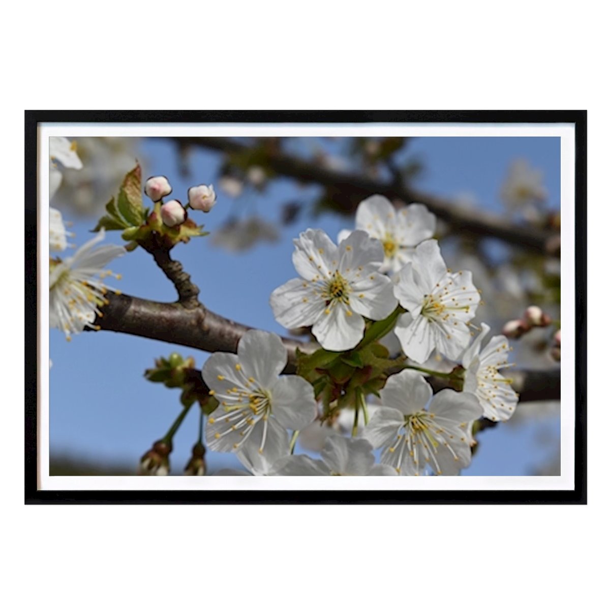Botanisk Poster: Blommor av Frozen Rose
