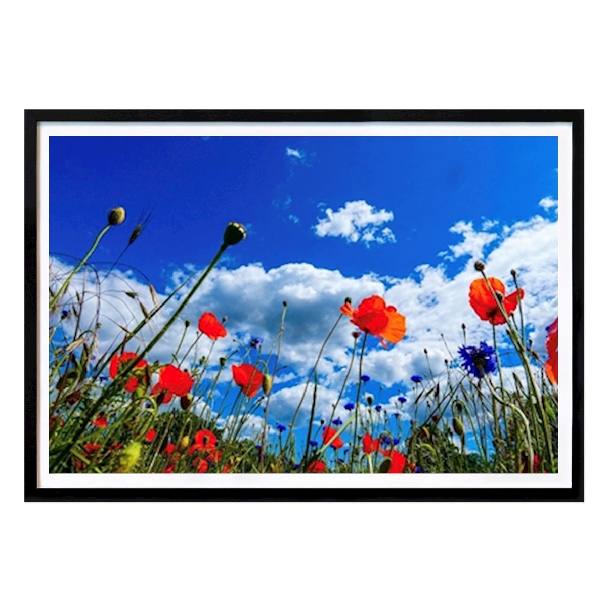 Nature Affiche: Blomsteräng par Ann Wahlström