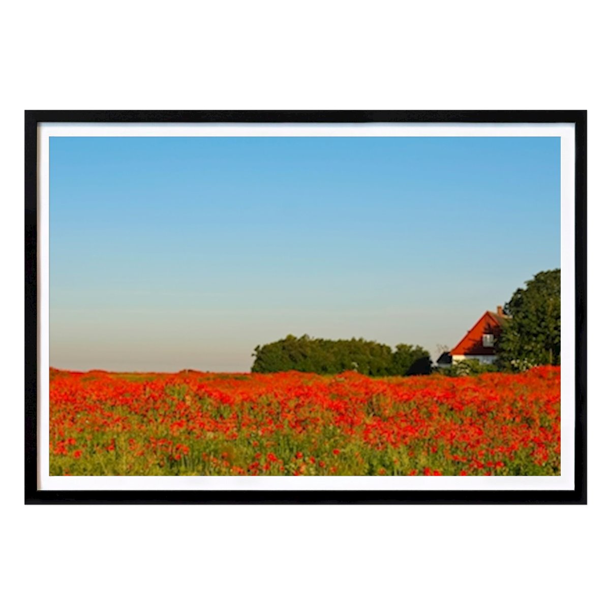Naturaleza Póster: Colores amapola de Kim Carlson
