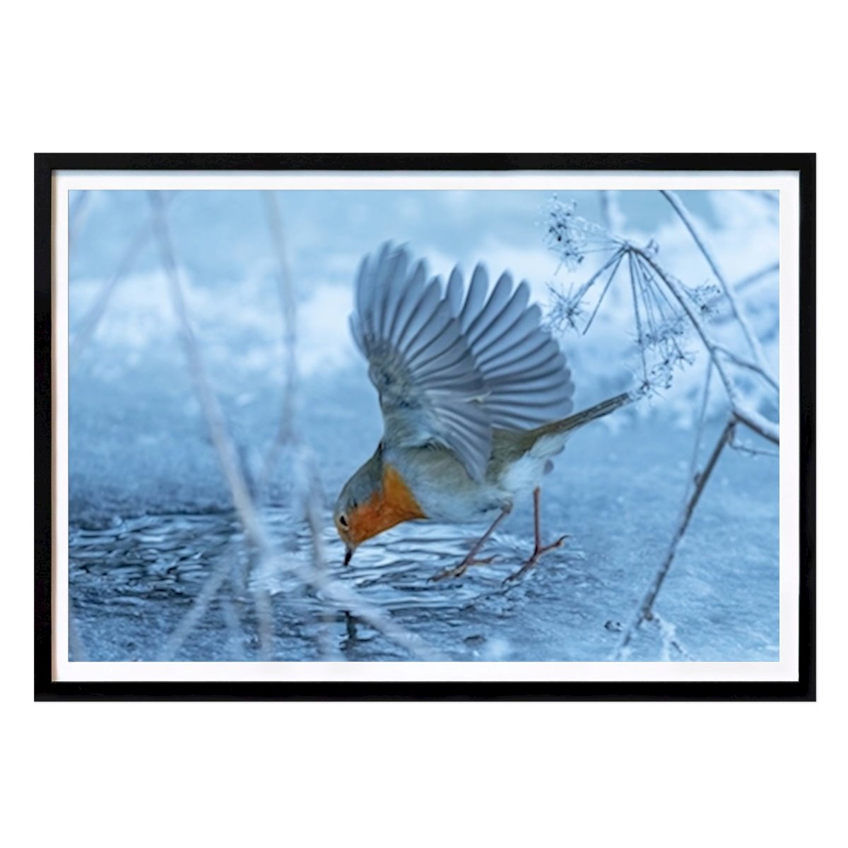 Stockholm Poster: Robin in winter cold by Allan Wallberg