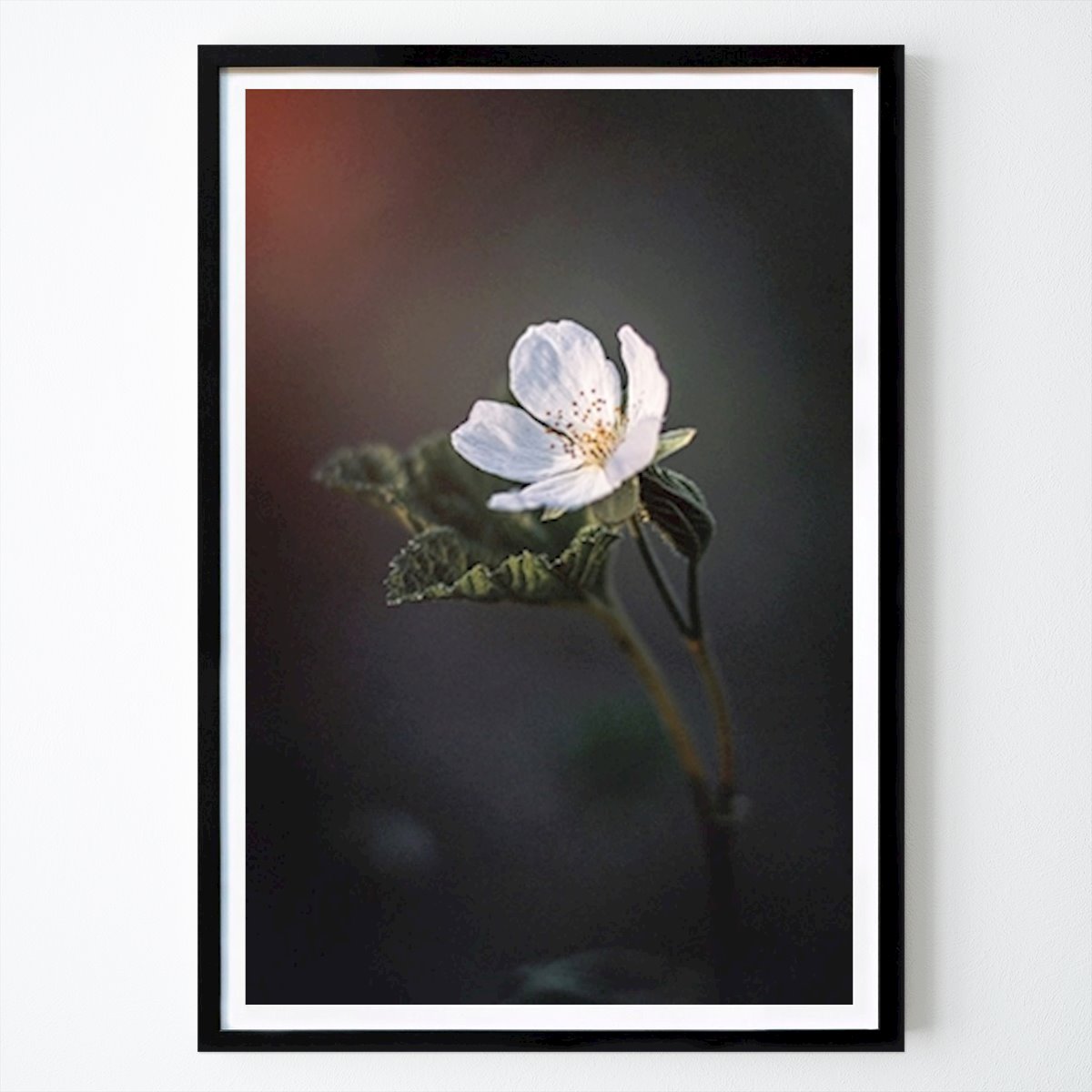 Botanical Poster: Light summer night by Timo Vehkaoja
