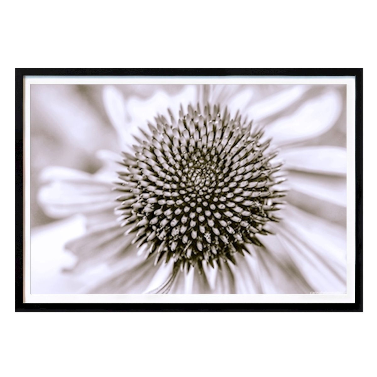 Blumen & Pflanzen Poster: Echinacea von Helen Mattsson