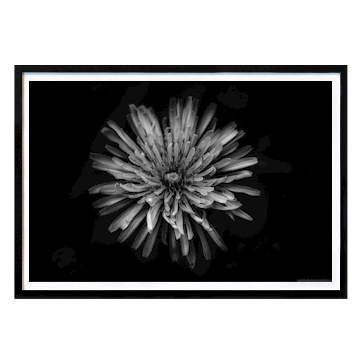 Flores & Plantas Póster: Rosa de la máscara de Helen Mattsson