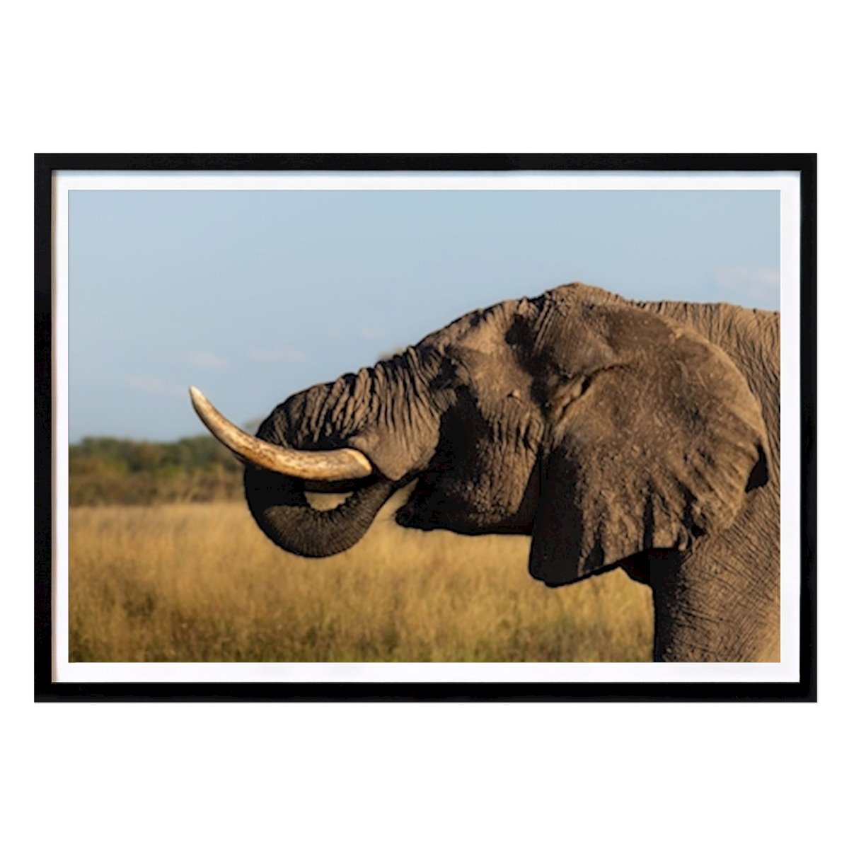 Schwarz-Weiß Poster: Elefant Hwange Nationalpark von Simon Schoger