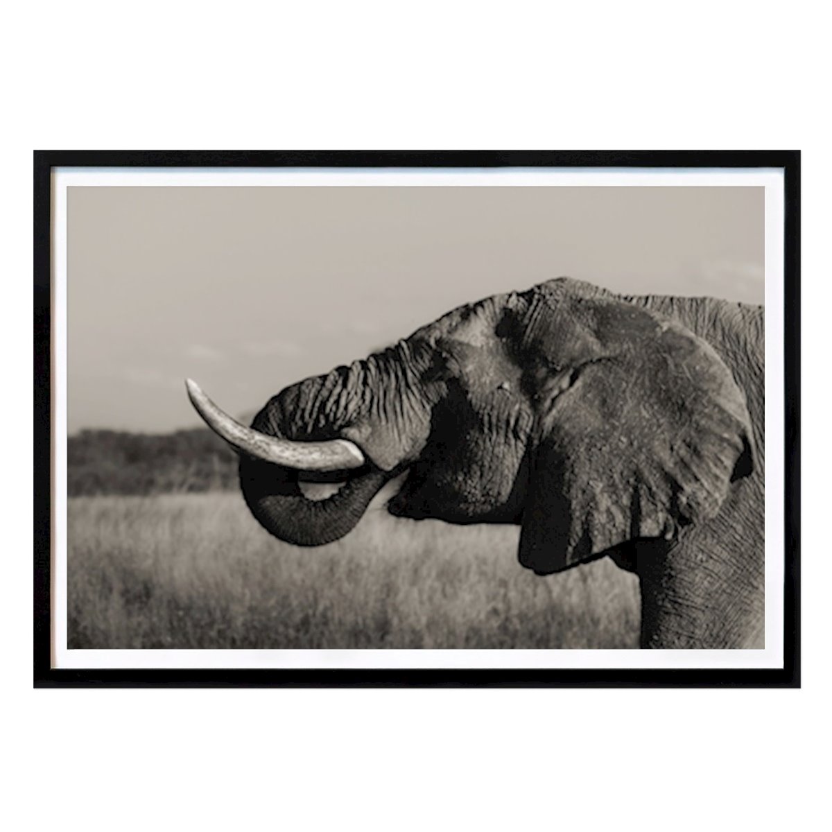 Schwarz-Weiß Poster: Elefant Hwange black&white von Simon Schoger
