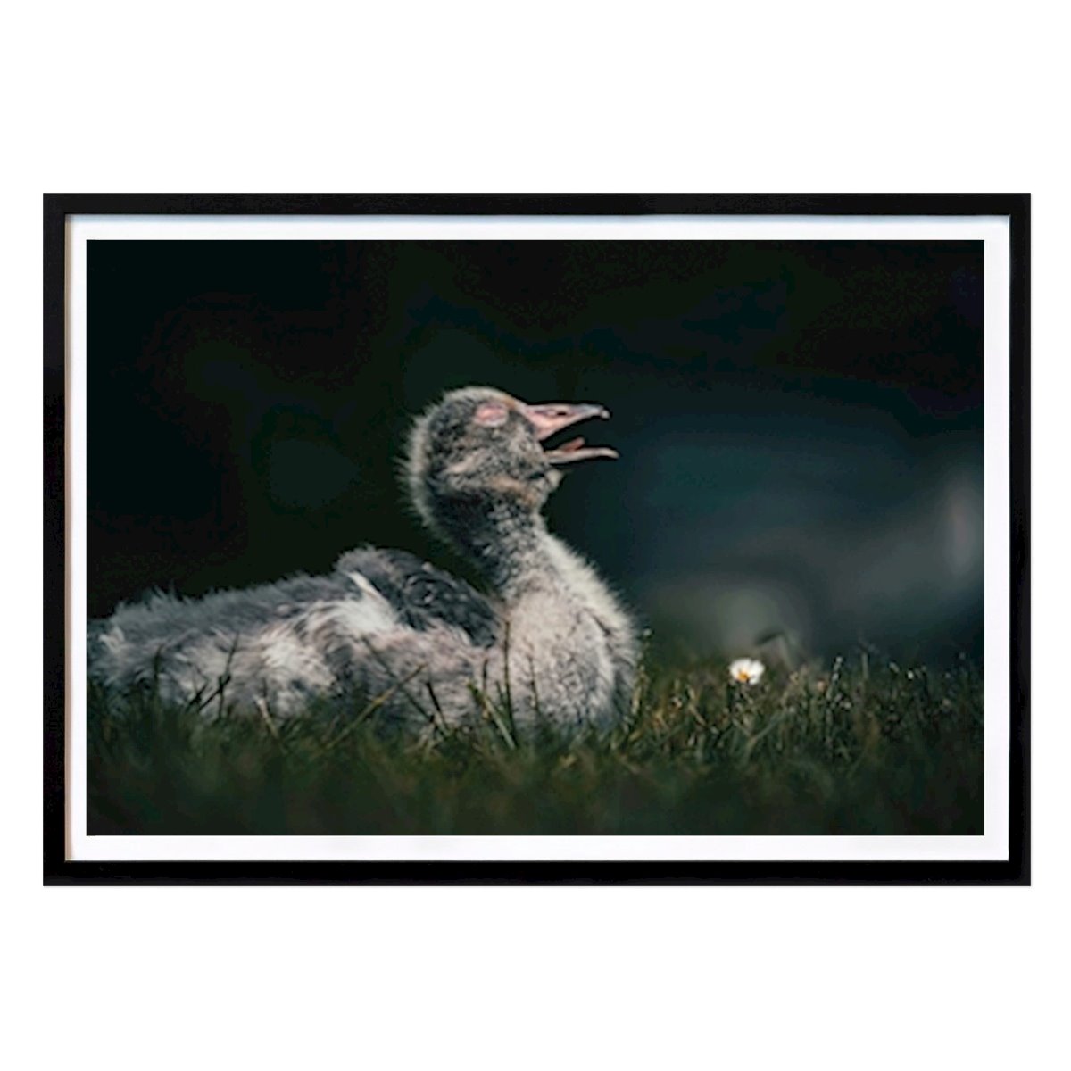 Animals Poster: Greylag Goose baby by Niklas Grenliden