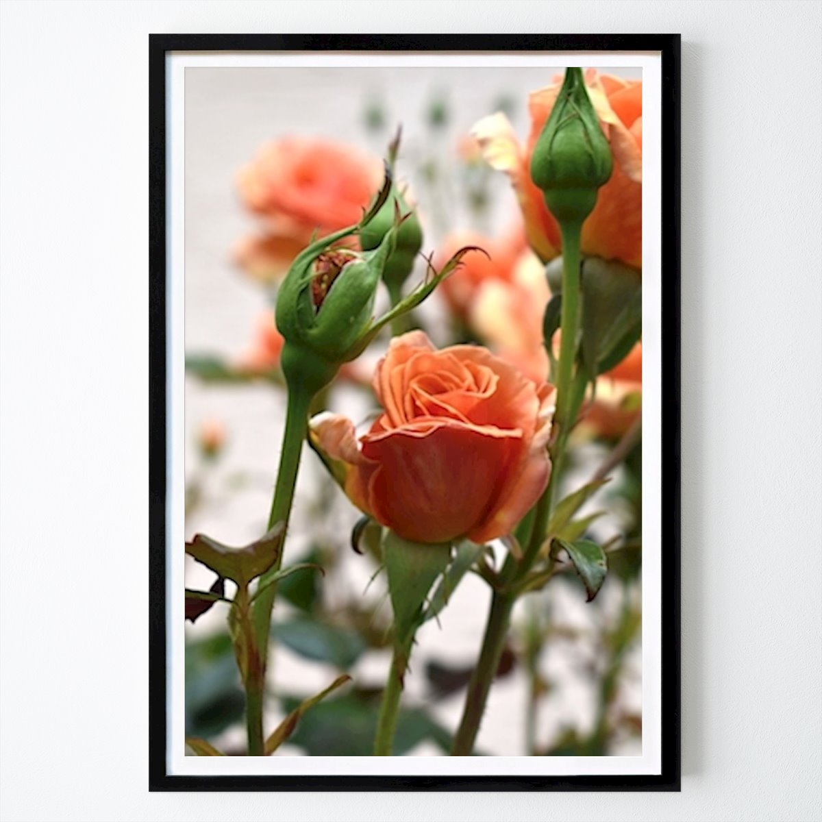 Blumen & Pflanzen Poster: Orangene Rose von Frozen Rose