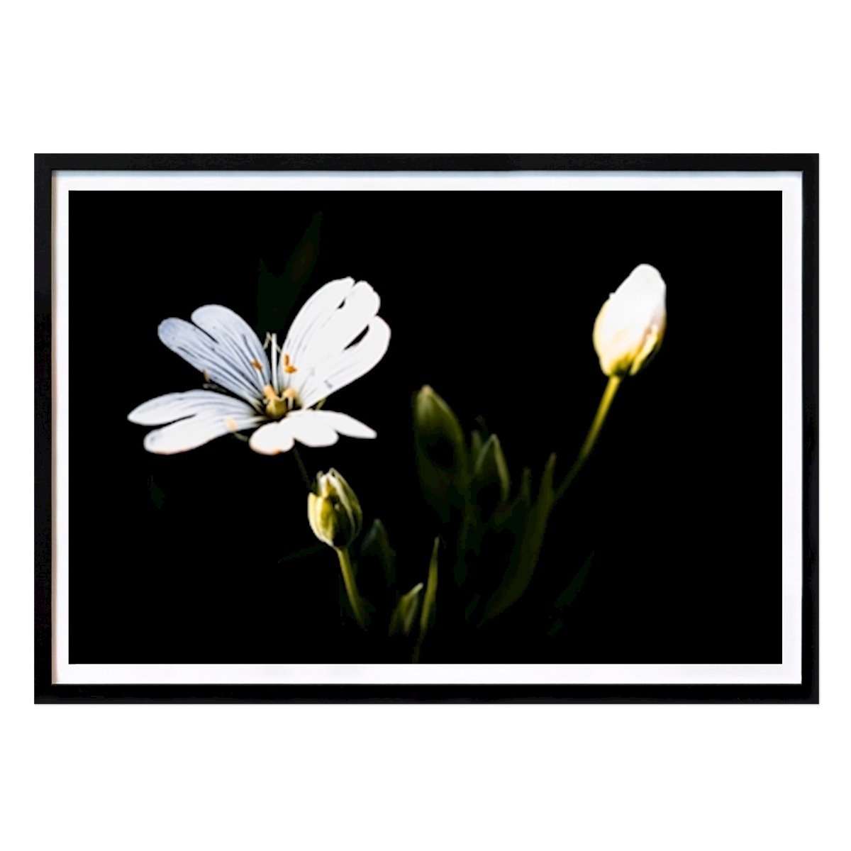 Fleurs & Plantes Affiche: Fleur par Holger Weigelt