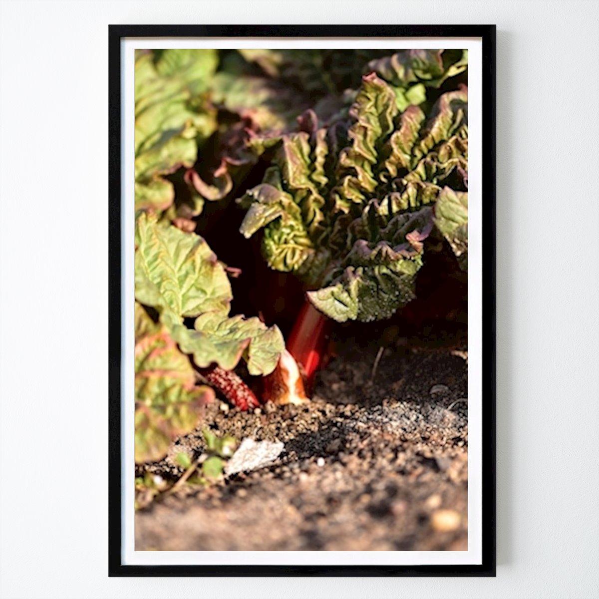 Cuisines Affiche: Rhubarbe par Linda Ek