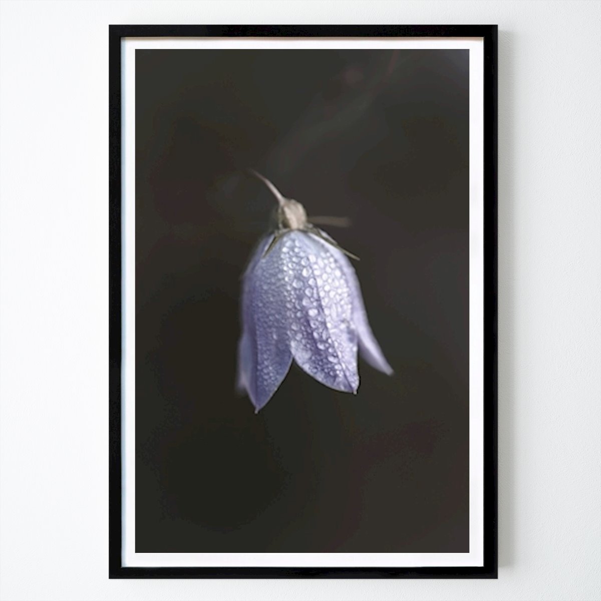 Retro & Vintage Plakat: Blåklokke av Ida Norderhaug